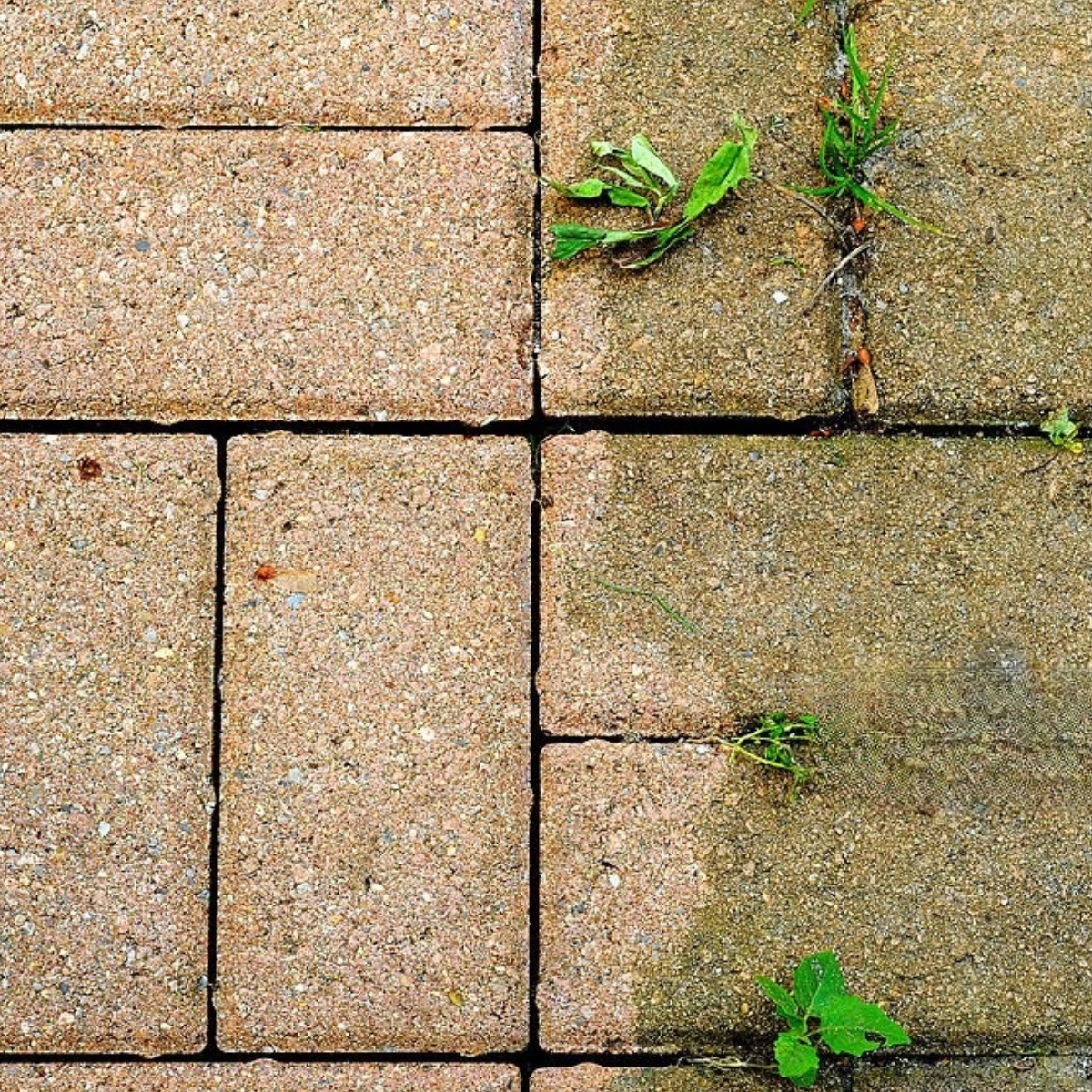 Bio-Shield moss treatment Manchester
